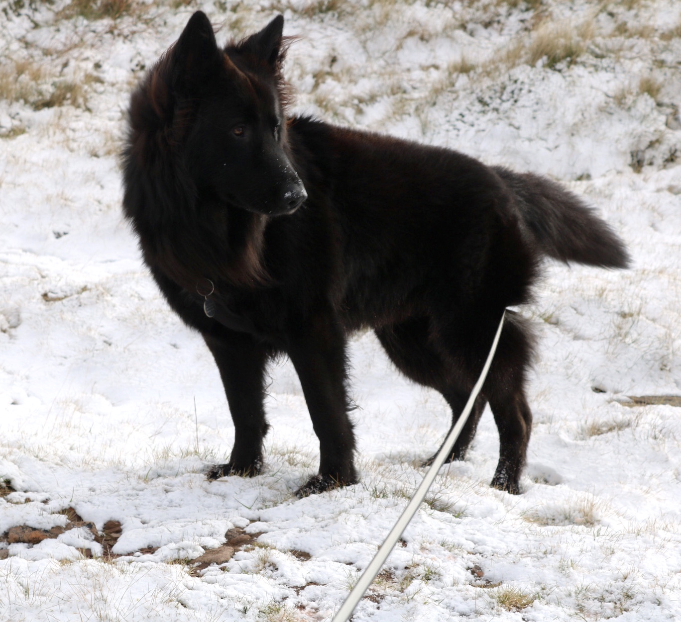 Pen Y Fan black dog in snow on mountain side